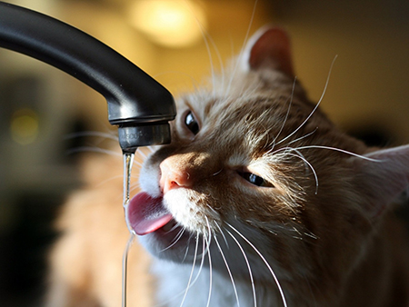 Estimule seu gato a beber água e evite problemas de saúde